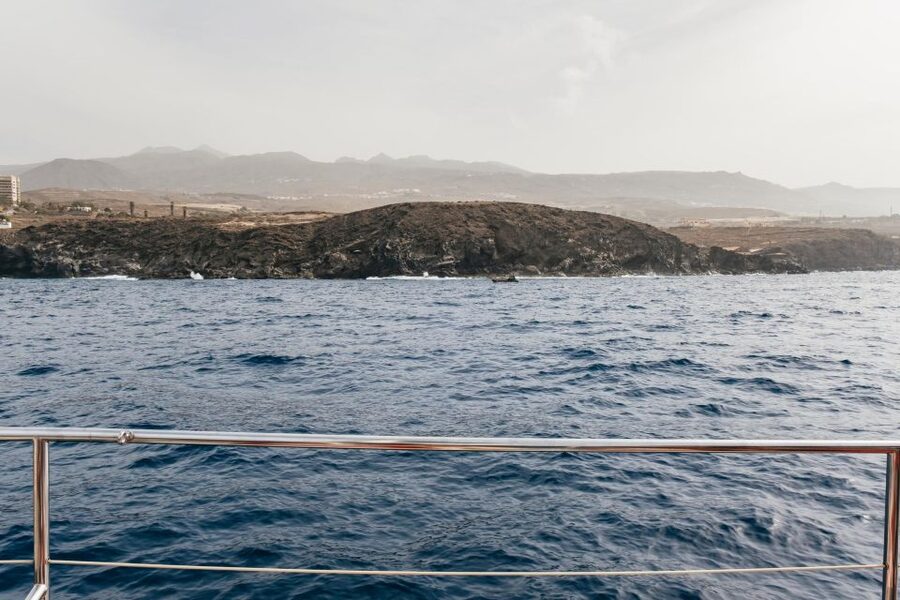 Costa Adeje: Whale & Dolphin Eco-Cruise with Snacks & Drinks - Should You Book It?
