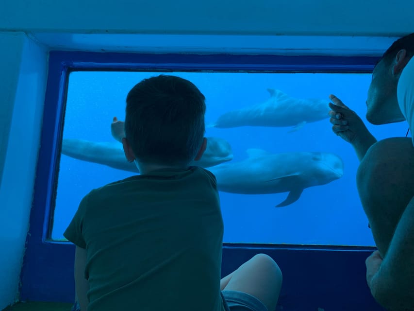 Costa Adeje: Whale & Dolphin Submarine Vision Mini Cruise - Key things to know before you book