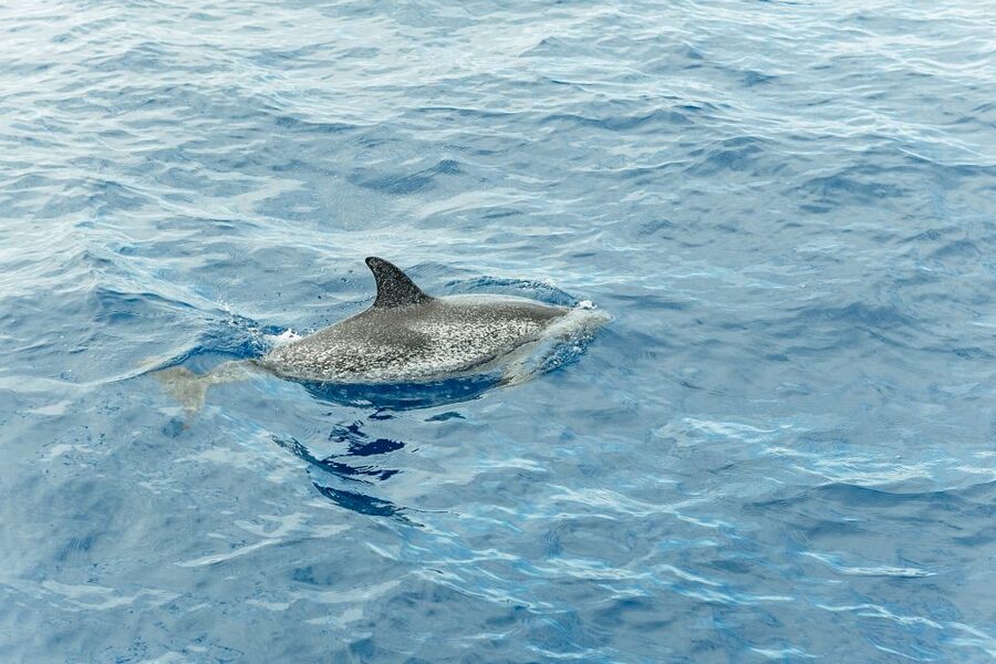 Costa Adeje: Whale & Dolphin Submarine Vision Mini Cruise - The guide and the tone of the trip