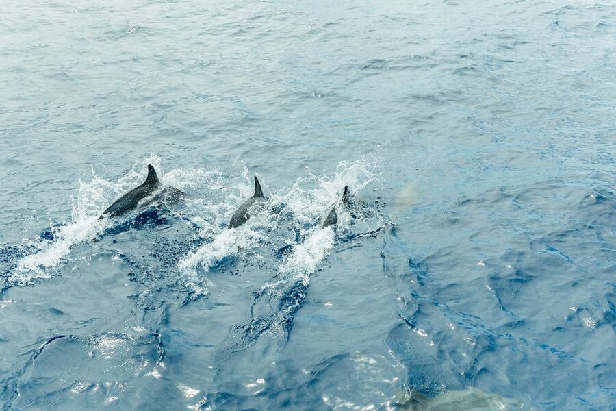 Costa Adeje: Whale & Dolphin Submarine Vision Mini Cruise - Accessibility and practical comfort