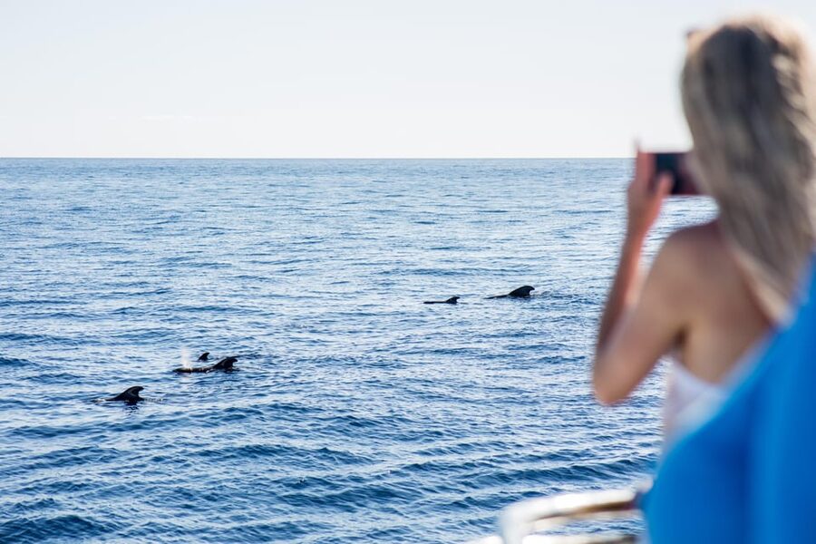Costa Adeje: Whale & Dolphin Submarine Vision Mini Cruise - Two hours along Tenerife’s southwest coast