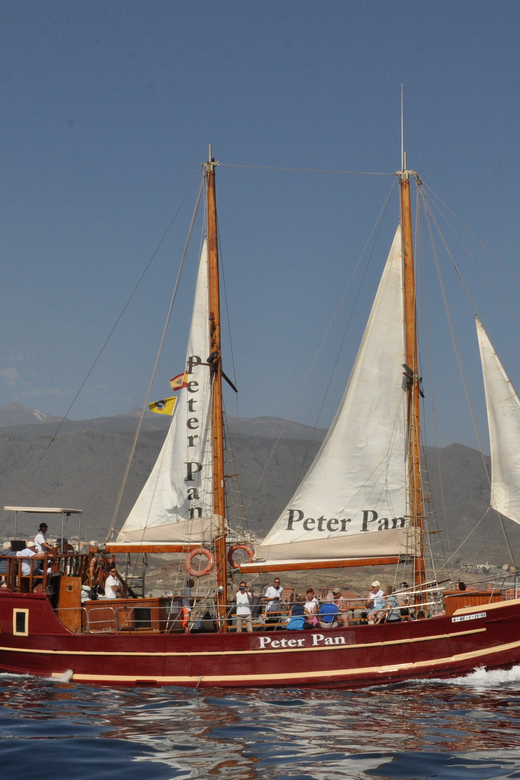Costa Adeje: Whale & Dolphin Watching Cruise with Swim - Practical tips for a better outing