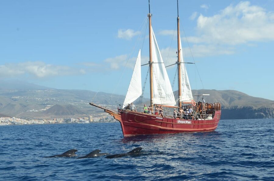 Costa Adeje: Whale & Dolphin Watching Cruise with Swim - Swimming in clear Atlantic water