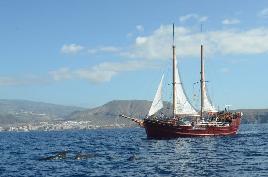 Costa Adeje: Whale & Dolphin Watching Cruise with Swim - What the longer five-hour option adds