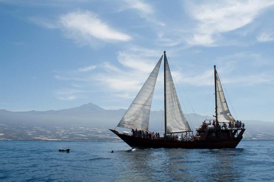 Costa Adeje: Whale & Dolphin Watching Cruise with Swim - Who will enjoy this Costa Adeje cruise?
