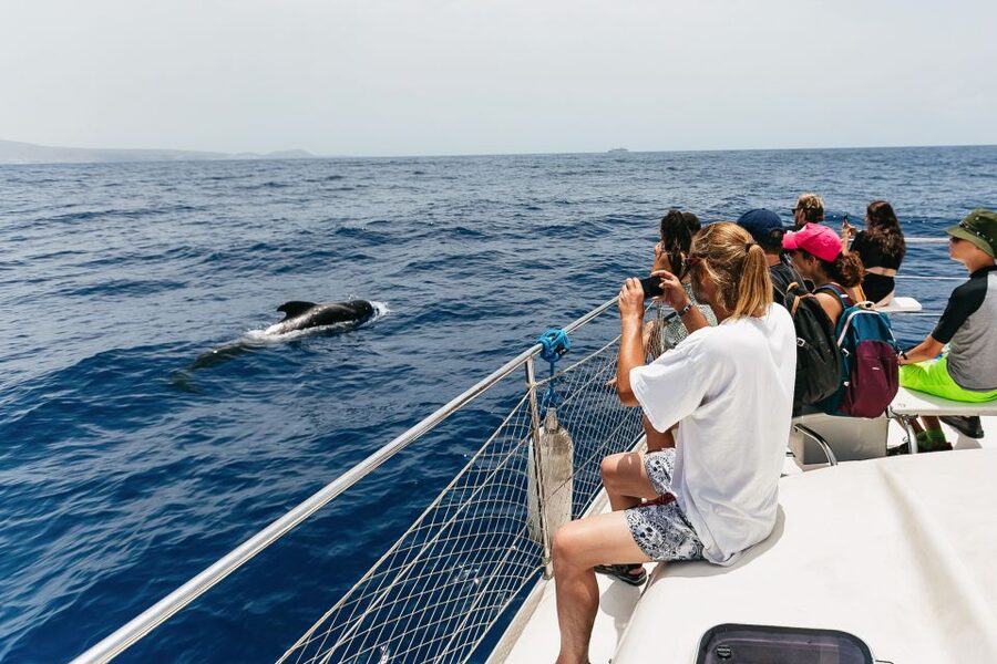 Costa Adeje: Whale Watching Catamaran Tour with Drinks - Who should book this catamaran?