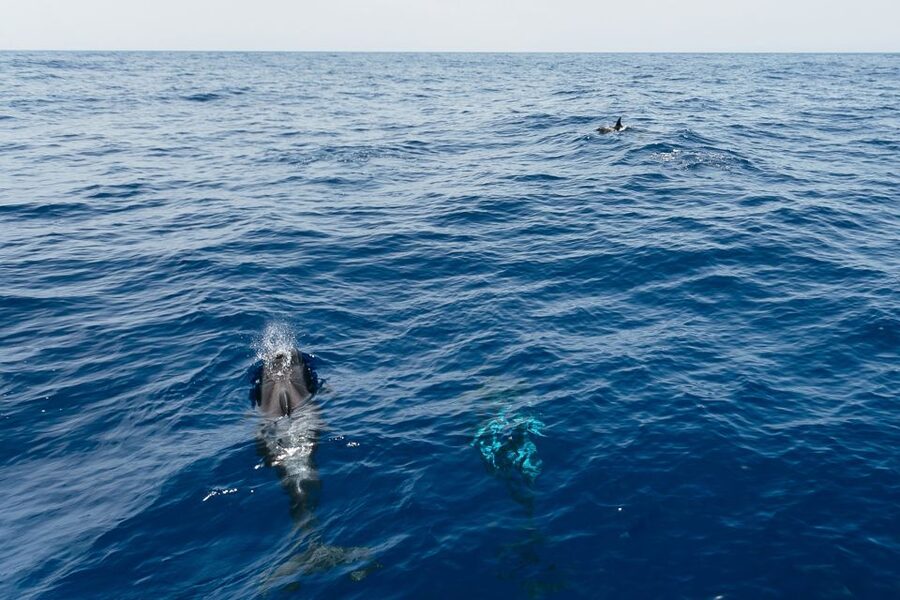 Costa Adeje: Whale Watching Catamaran Tour with Drinks - Leaving Puerto Colon for Tenerife’s whale coast