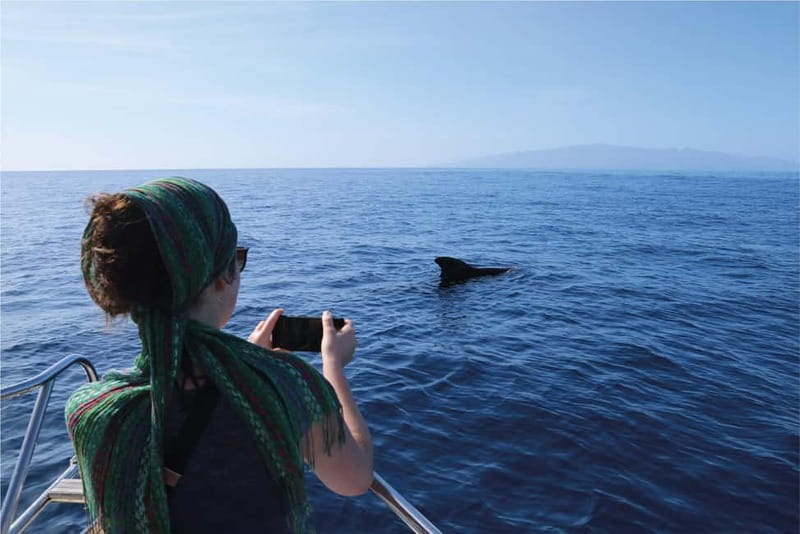 Costa Adeje: Whale Watching Eco Experience with Hydrophone. - Key points at a glance