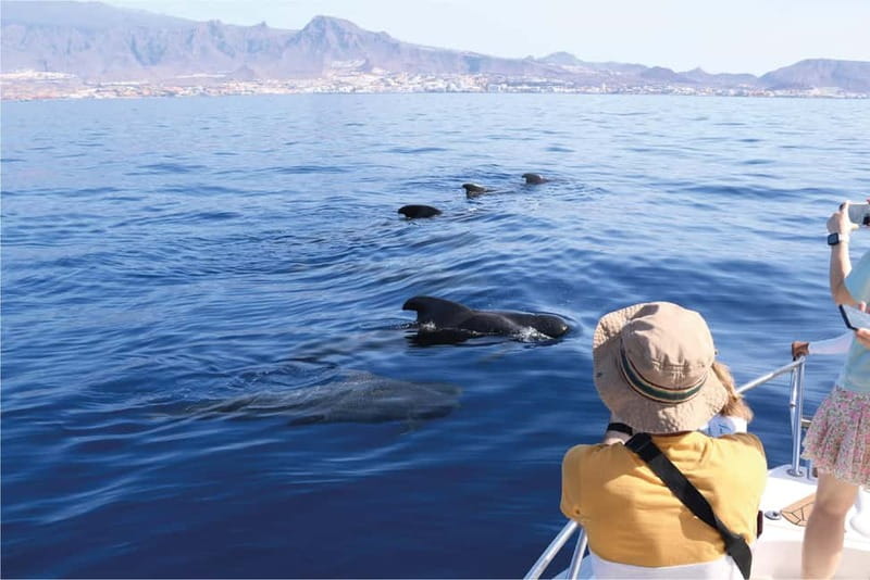 Costa Adeje: Whale Watching Eco Experience with Hydrophone. - Setting out from Costa Adeje’s whale sanctuary