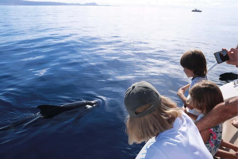 Costa Adeje: Whale Watching Eco Experience with Hydrophone. - Meeting pilot whales, dolphins, turtles, and seabirds