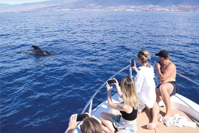 Costa Adeje: Whale Watching Eco Experience with Hydrophone. - Why the small group matters