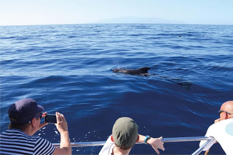 Costa Adeje: Whale Watching Eco Experience with Hydrophone. - Value, timing, and flexibility