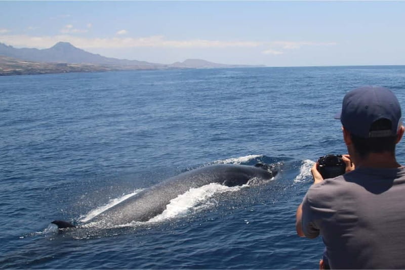 Costa Adeje: Whale Watching Eco Experience with Hydrophone. - Who will enjoy this experience most