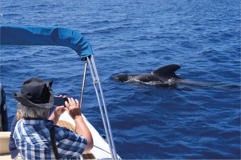 Costa Adeje: Whale Watching Eco Experience with Hydrophone. - What the biologist adds to the trip