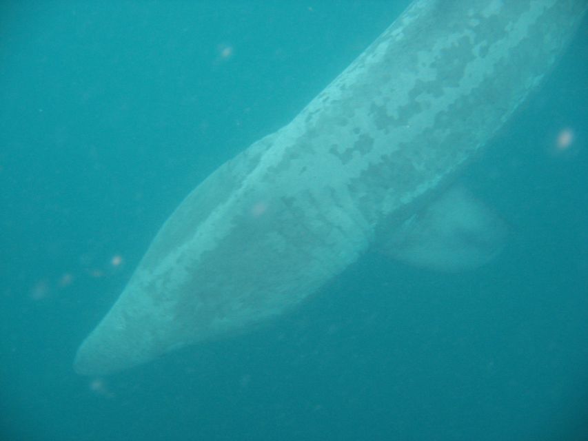 County Cork: Whale & Dolphin Watching Boat Trip - Key points before you book