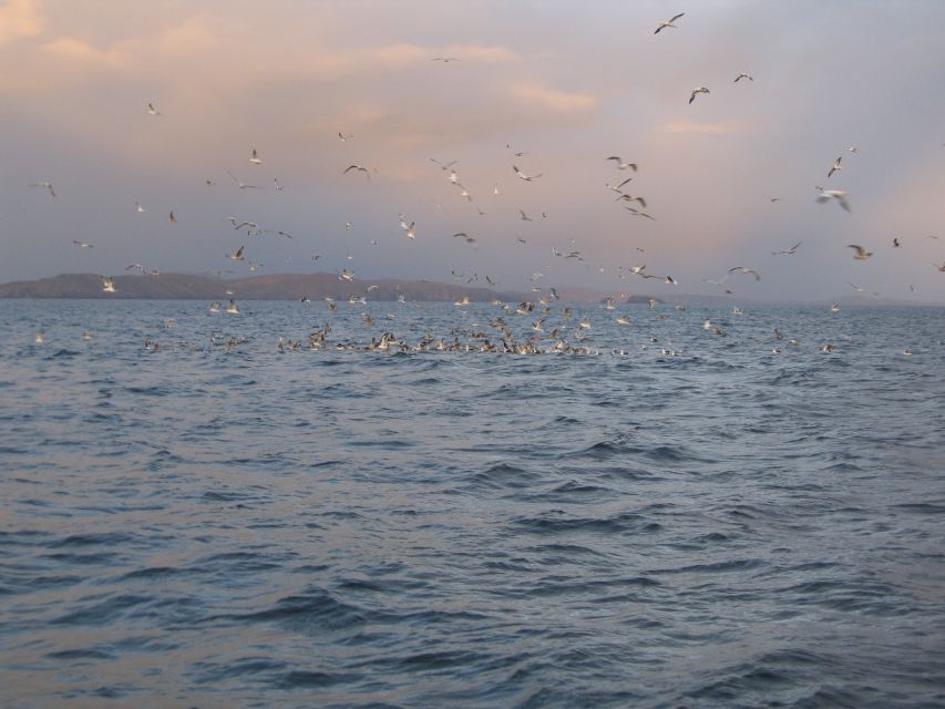 County Cork: Whale & Dolphin Watching Boat Trip - What to know before you reserve