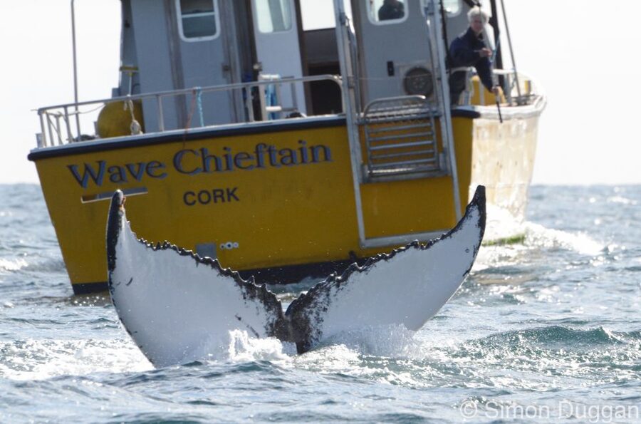 County Cork: Whale & Dolphin Watching Boat Trip - Searching for dolphins, seals, and whales