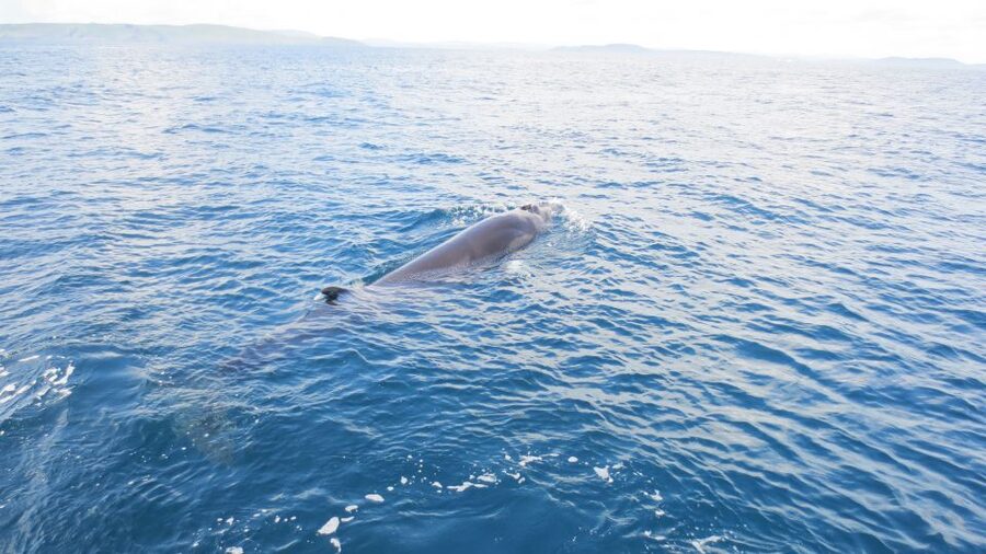 County Cork: Whale & Dolphin Watching Boat Trip - Why the skipper matters so much