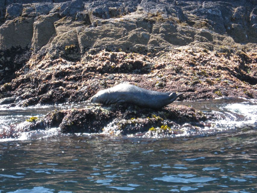 County Cork: Whale & Dolphin Watching Boat Trip - Is $51 good value for three to four hours?