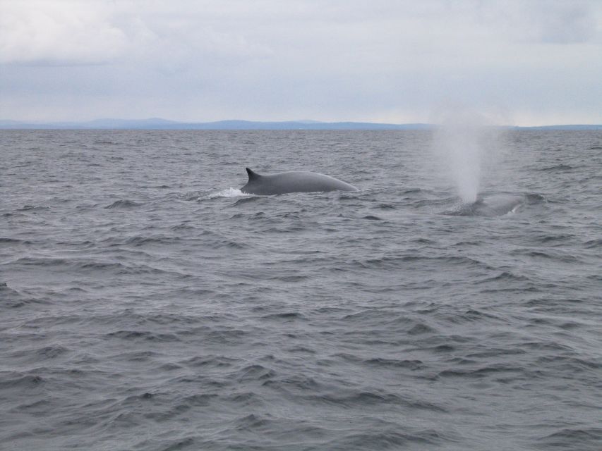 County Cork: Whale & Dolphin Watching Boat Trip - Who will enjoy this Baltimore boat trip most?