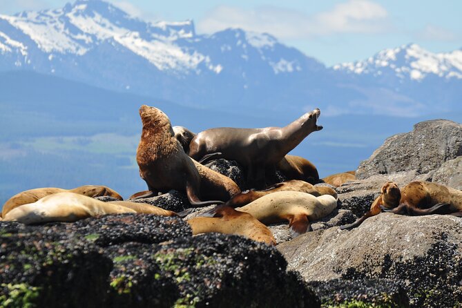 Covered Boat Whale Watching 4-Hour Tour from Campbell River - Should you book the covered boat tour?