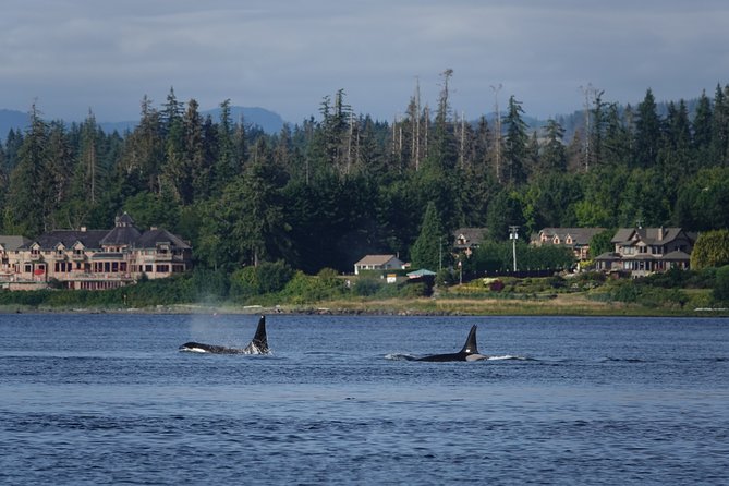 Covered Boat Whale Watching 4-Hour Tour from Campbell River - Cape Mudge Lighthouse and the southern route