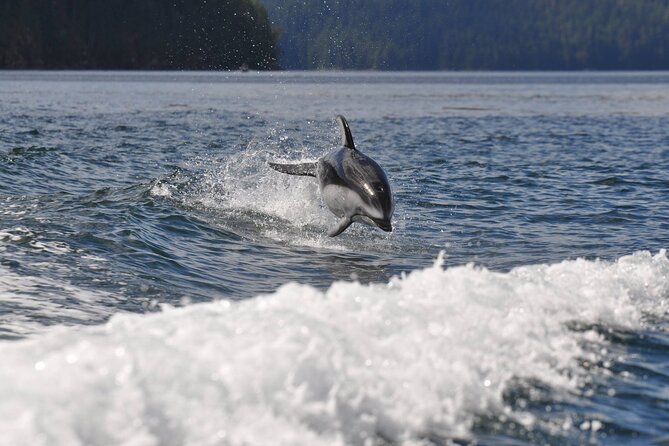Covered Boat Whale Watching 6-Hour Tour from Campbell River - The Onshore Lunch Break