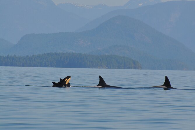 Covered Boat Whale Watching 6-Hour Tour from Campbell River - What the $270.91 Price Includes