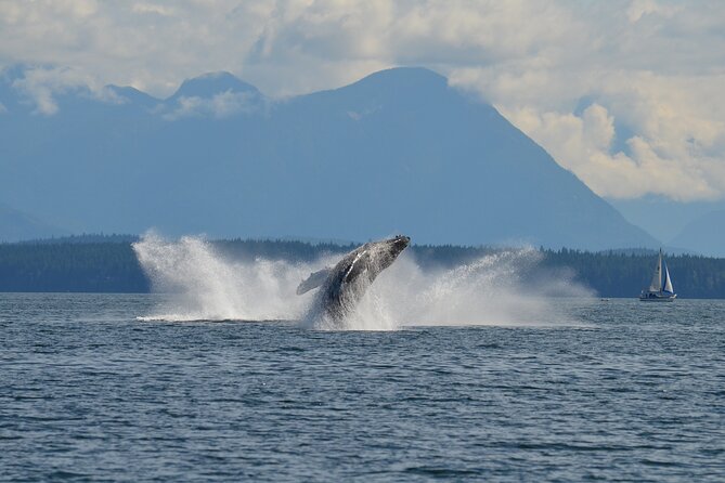 Covered Boat Whale Watching 6-Hour Tour from Campbell River - Who Will Enjoy This Tour Most