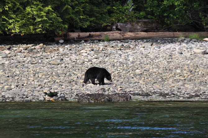Covered Boat Whale Watching 6-Hour Tour from Campbell River - Should You Book the Campbell River Whale Watching Tour?