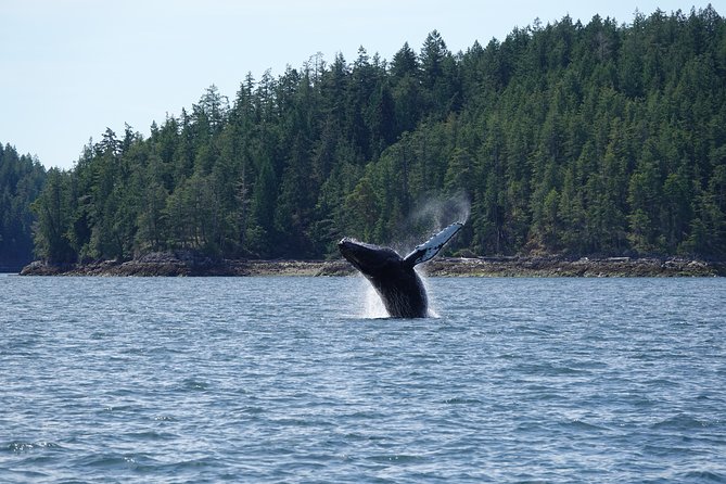 Covered Boat Whale Watching 6-Hour Tour from Campbell River - Looking for Whales, Sea Lions, and Eagles