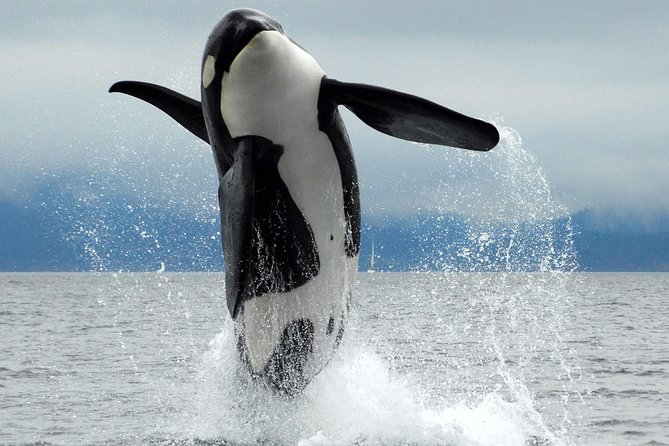 Cowichan Bay Half Day Whale & Wildlife Adventure - Key things to know before booking