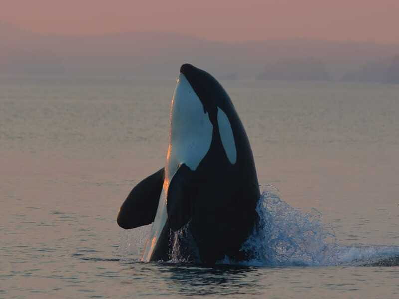 Cowichan Bay: Half-Day Whale & Wildlife Adventure - Should you book this Cowichan Bay whale tour?