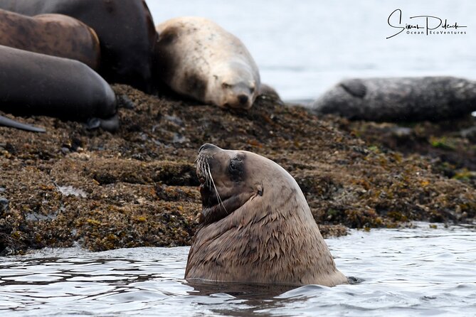 Cowichan Bay Half Day Whale & Wildlife Adventure - Leaving Cowichan Bay for the Salish Sea