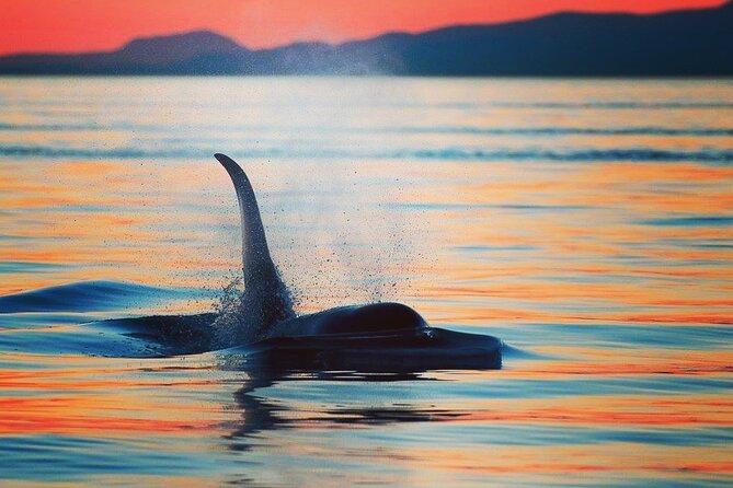 Cowichan Bay Half Day Whale & Wildlife Adventure - Orcas, humpbacks, and the luck factor