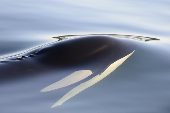 Cowichan Bay Half Day Whale & Wildlife Adventure - Safety gear and the real comfort level