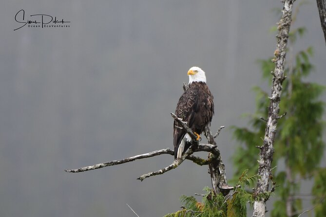 Cowichan Bay Half Day Whale & Wildlife Adventure - Price and what you receive