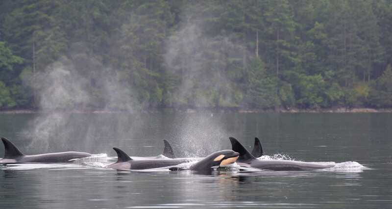 Cowichan Bay: Half-Day Whale & Wildlife Adventure - Comfort, clothing, and the boat ride