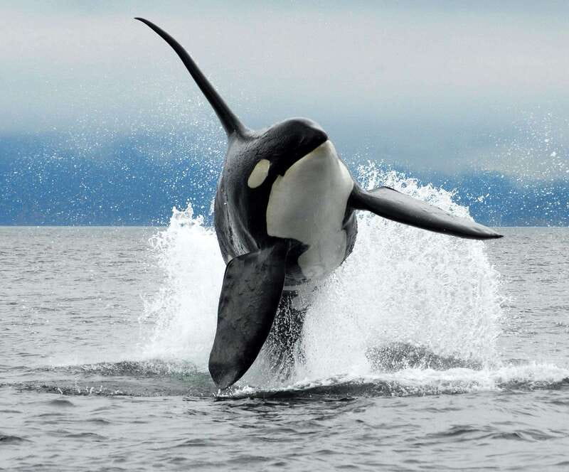 Cowichan Bay: Half-Day Whale & Wildlife Adventure - Is $155 a fair price?