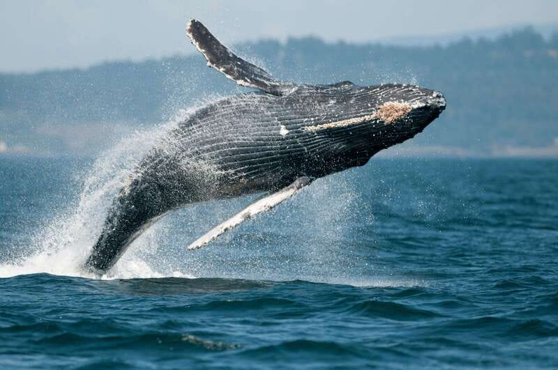 Cowichan Bay: Half-Day Whale & Wildlife Adventure - How to prepare for the best outing