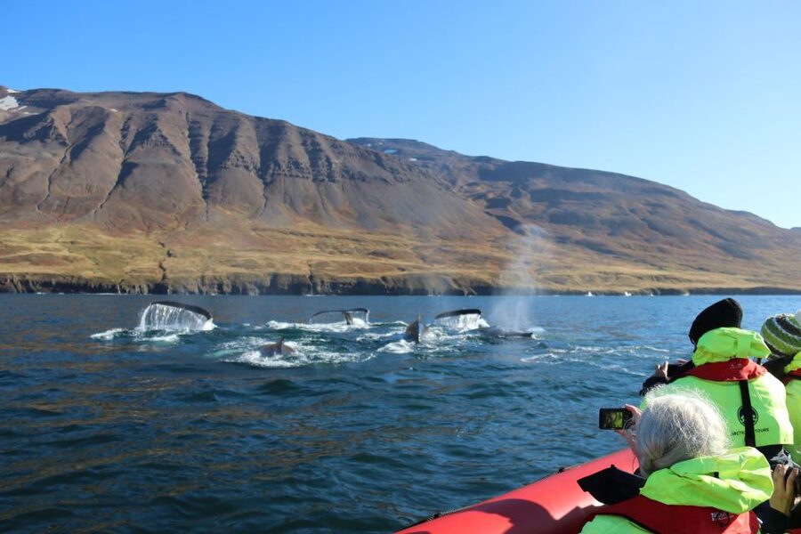 Dalvík: Whale Watching Speedboat Tour - Quick facts that matter before you book