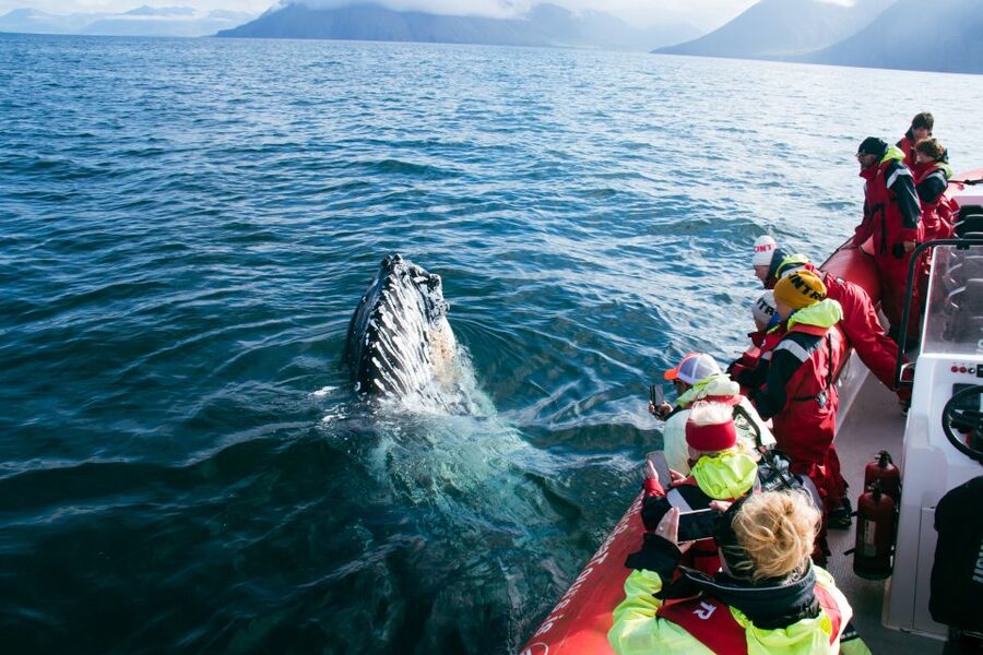 Dalvík: Whale Watching Speedboat Tour - FAQ