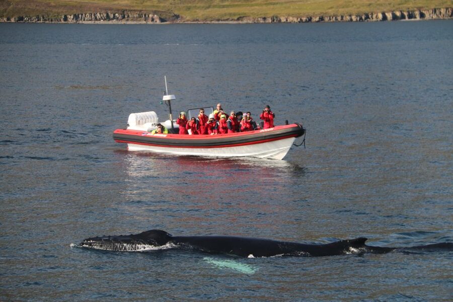 Dalvík: Whale Watching Speedboat Tour - Setting out from Dalvík