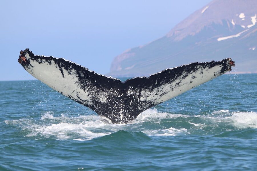 Dalvík: Whale Watching Speedboat Tour - The return run and final views