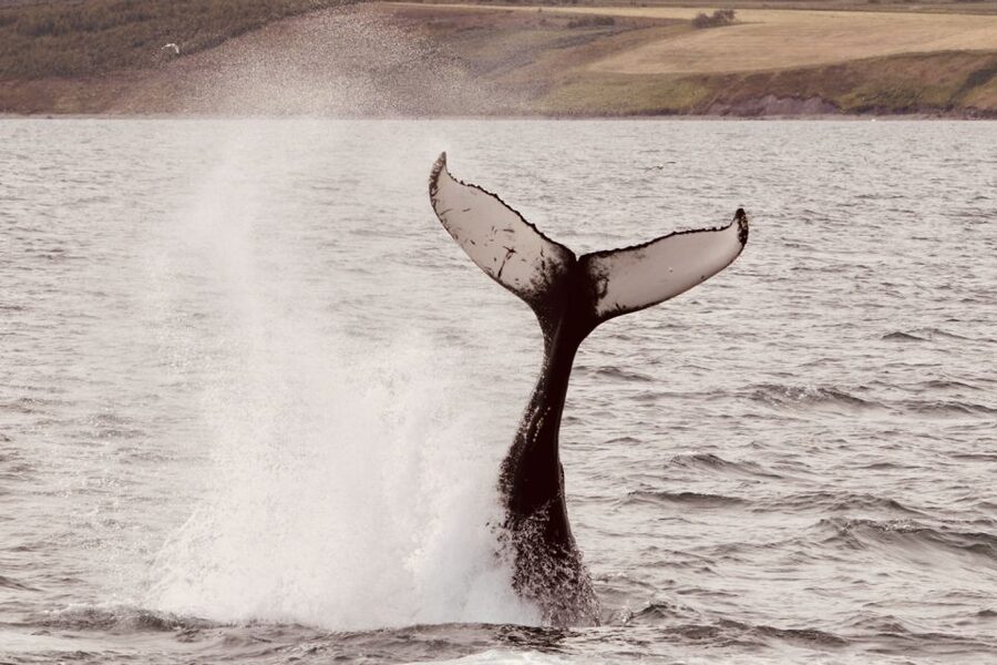 Dalvík: Whale Watching Speedboat Tour - Puffins from April through August
