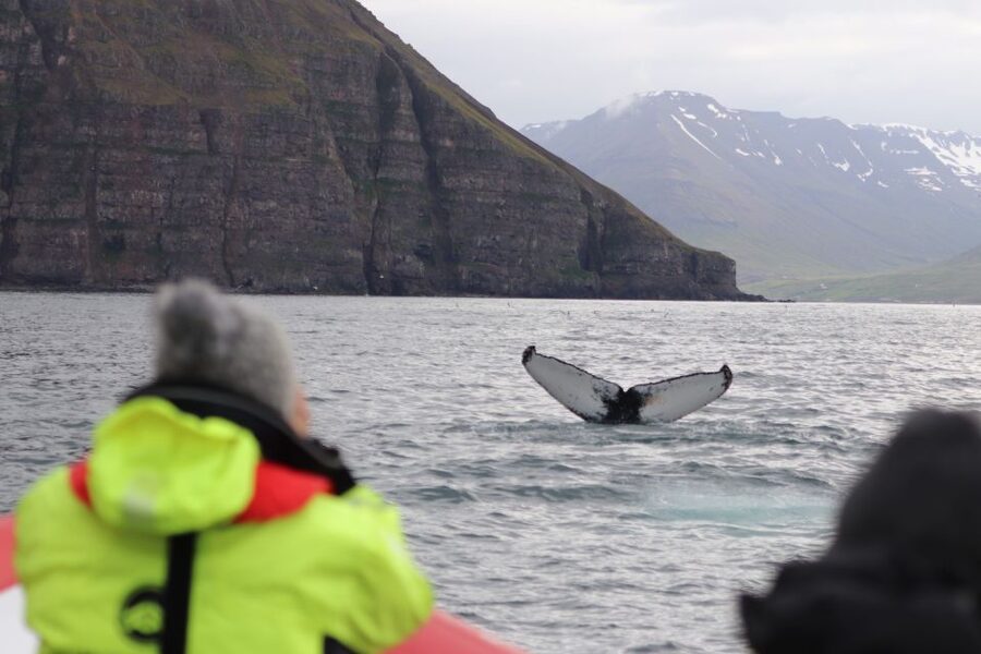 Dalvík: Whale Watching Speedboat Tour - What the $165 price buys you