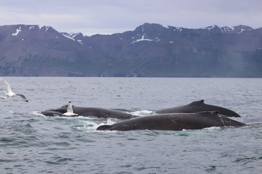 Dalvík: Whale Watching Speedboat Tour - Booking advice and final verdict