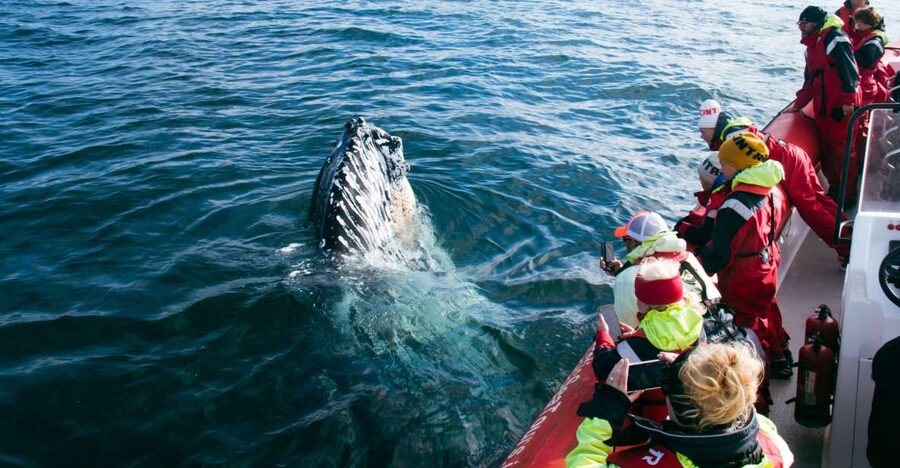Dalvík: Whale Watching Speedboat Tour - The first 30 minutes across Eyjafjordur