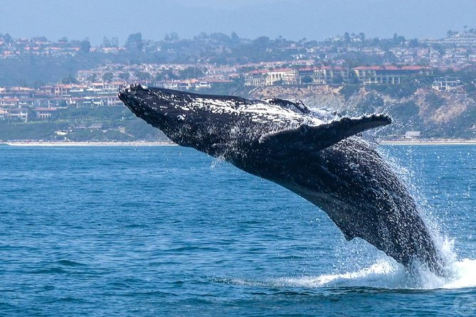 Dana Point Dolphin and Whale Watching with Underwater Viewing - Starting at Dana Point Harbor