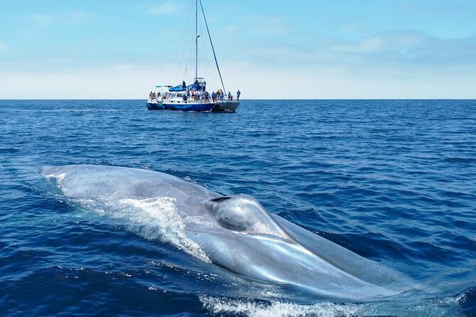 Dana Point Dolphin and Whale Watching with Underwater Viewing - The First Wildlife Appears Near the Harbor